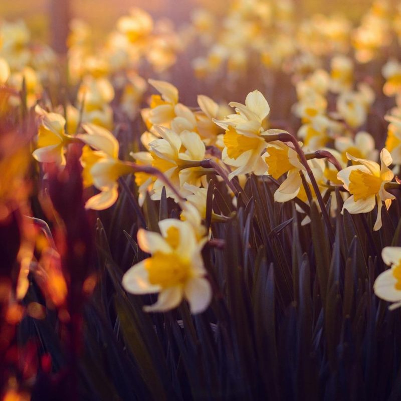 🌼 March PTSA Updates and&nbsp;Events